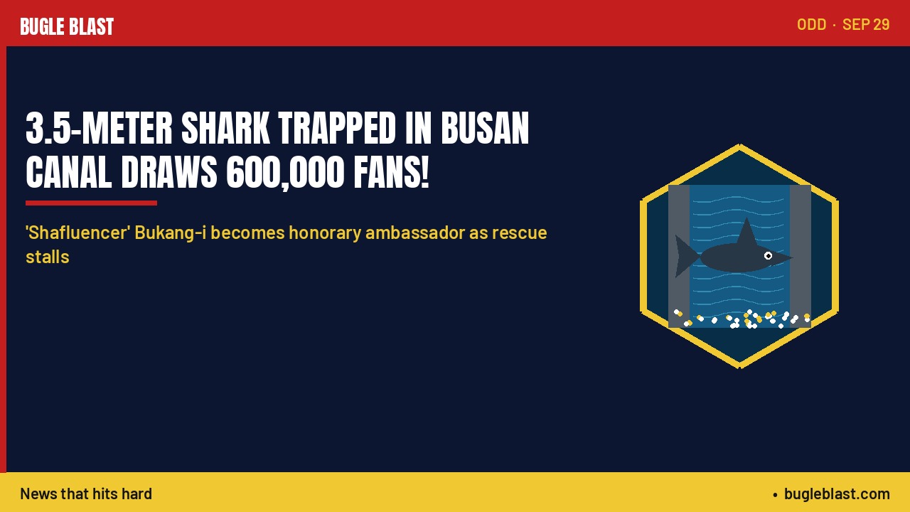 3.5-METER SHARK TRAPPED IN BUSAN CANAL DRAWS 600,000 FANS! | ‘Shafluencer’ Bukang-i becomes honorary ambassador as rescue stalls