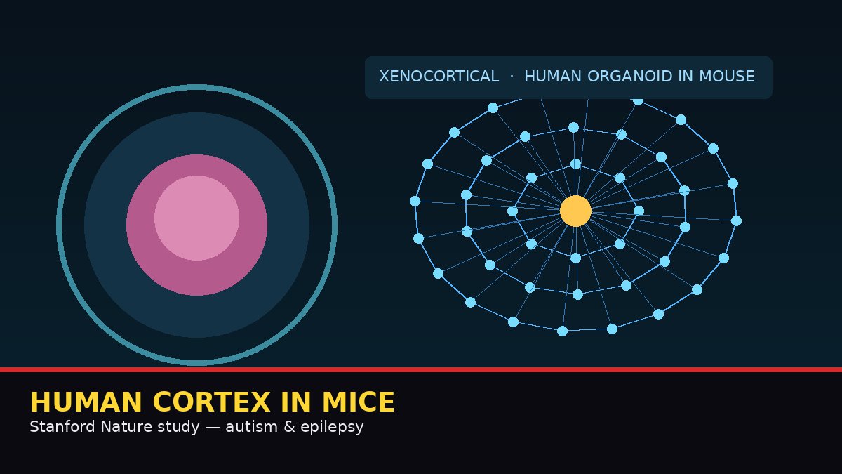 STANFORD GROWS HUMAN BRAIN TISSUE — THEN PLANTS IT IN MICE! | “Xenocortical” mice show human cortex networks; Nature study eyes autism and epilepsy